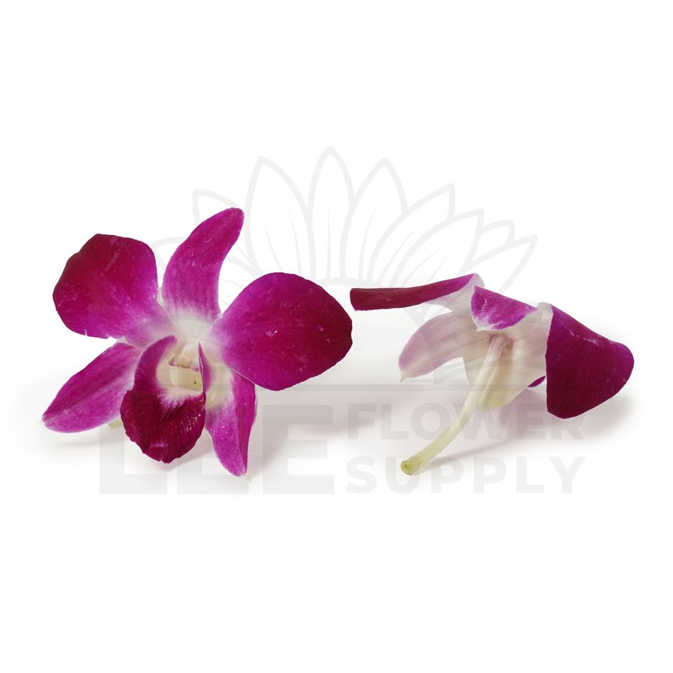 purple orchid front and back view