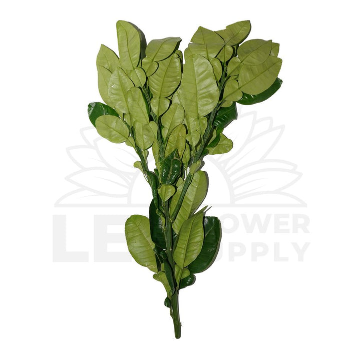 Pomelo Leaf Lee Flower Supply