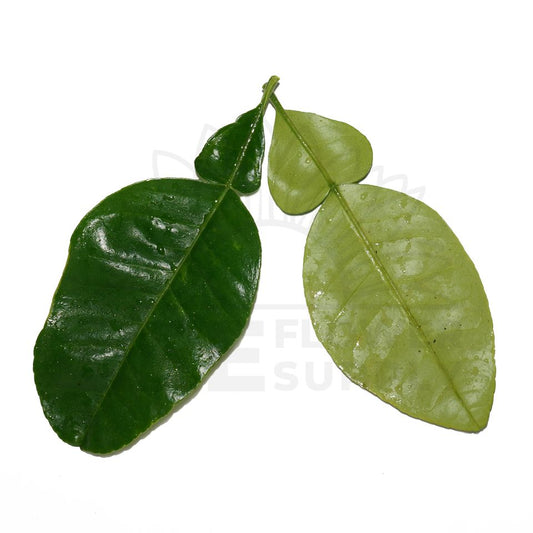 pomelo leaf front and back view