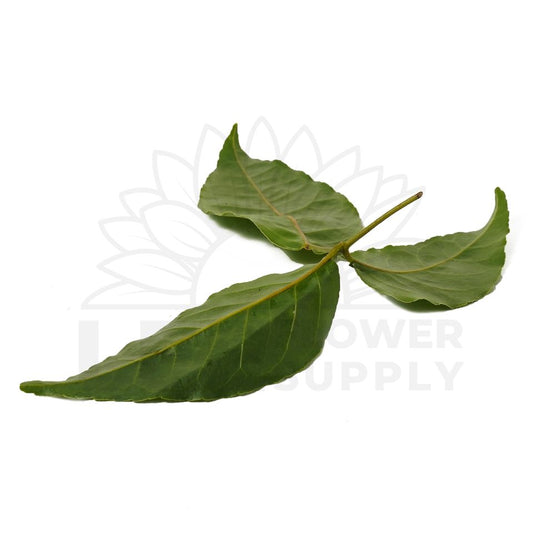single leaf of vilvam